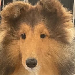 Cadie - Shetland Sheepdog