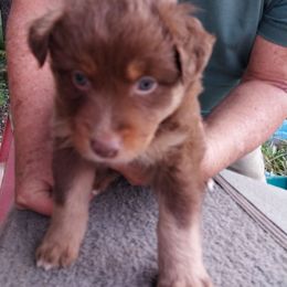 Murphy - Red tri-color male Australian Shepherd puppy in Cherry Grove, Oregon from TLC Dream and Pureland Australian Shepherds