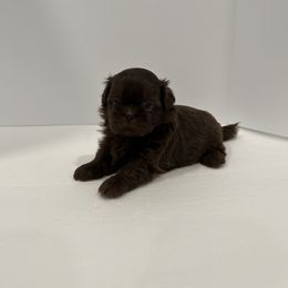Shih Tzu Puppies from Moore Shih Tzus