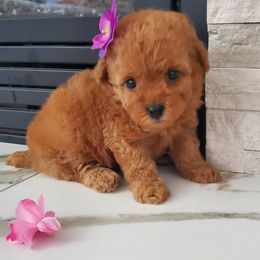 Poodle Puppies from Puppy Love 4ever
