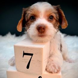 Girl 4 mint Nala Boo - Parti female Yorkshire Terrier puppy in Machesney Park, Illinois from Three Yorkie Family