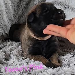 Teeze's Pink - Mahogany female Belgian Malinois puppy in Berry, Alabama from North River k9