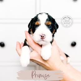 Promise - Tri-color female Bernedoodle puppy in Mahomet, Illinois from Jordan Family Doodles