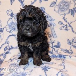 Zuko - Black and tan male Cockapoo puppy in Sunset, Louisiana from Cano Cockapoos