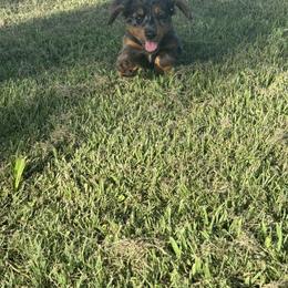 Dachshund Puppies from Bar H Dachshunds