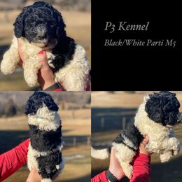 Aussiedoodles, Bernedoodles, Miniature Australian Shepherds, and Toy Australian Shepherds from P3 Kennel