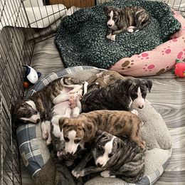 Dalmatian and Whippet Puppies from Hapi-Dal Dalmatians and Primetime Whippets