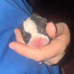 Girl 1 - Black and white female Boston Terrier puppy in Spring City, Tennessee from Lake Forest Bostons