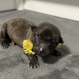Yellow - Gold brindle female Dutch Shepherd puppy in Wheatland, Wyoming from Mill Iron Dutch Shepherds