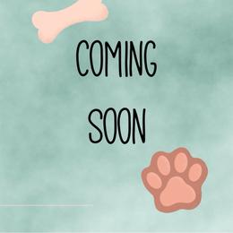 Dolly - Red female Cavapoo puppy in Melissa, Texas from Southern Love Cavapoos & Maltipoos