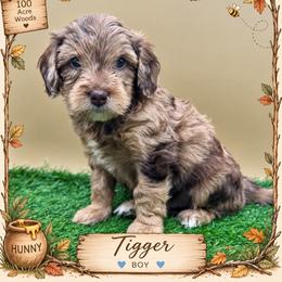 Tigger - Merle male Goldendoodle puppy in Hendersonville, North Carolina from Kim's Cove