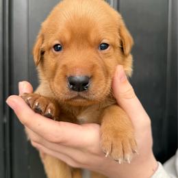 Gregory - Yellow male Labrador Retriever puppy in Great Falls, Montana from Yogo Point Kennels