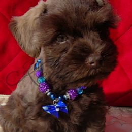 Miniature Schnauzer and Rottweiler Puppies from Mystique Kennel