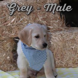 Golden Retriever Puppies from Valley County Goldens