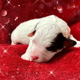 Winter - Black and white male Bernedoodle puppy in Atlanta, Georgia from RockaDoodles