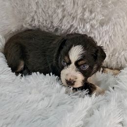 Max - Miniature Australian Shepherd puppy in Roseville, California from Golden State Mini Aussies