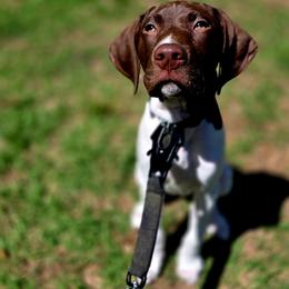 Brown - Liver and white male German Shorthaired Pointer puppy in Union Hall, Virginia from Rustic Creek Farms