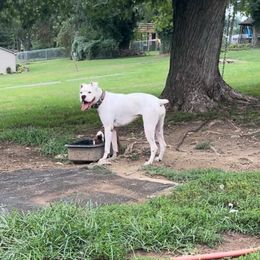 Opal - Boxer