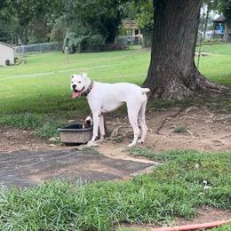 Opal - Boxer