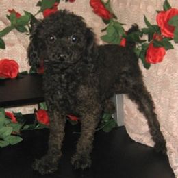 Pomeranians, Poodles, and Yorkshire Terriers from Las Vegas Paws