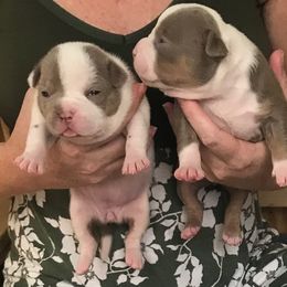 American Bully Puppies from Stacey Criswell