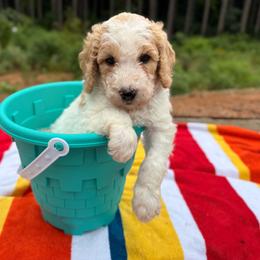 Mr. Smee - Parti male Goldendoodle puppy in Pittsburg, Texas from Peachy Pine Goldendoodles