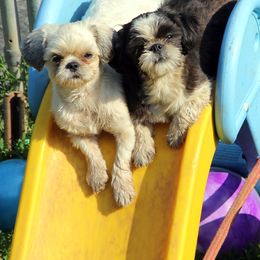 Shih Tzus from Norlea Shih Tzu's