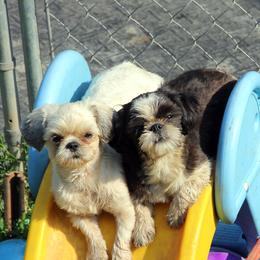 Shih Tzus from Norlea Shih Tzu's
