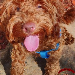 Cavapoos, Goldendoodles, and Poodles from Halo's Heroes Doodles