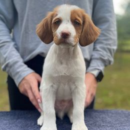 Blue Boy - Orange and white male Brittany puppy in Milner, Georgia from Hi-Hope Kennel