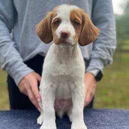 Blue Boy - Orange and white male Brittany puppy in Milner, Georgia from Hi-Hope Kennel
