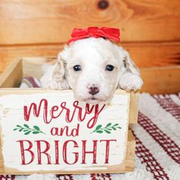 Darla - Parti female Poodle puppy in Hugo, Oklahoma from Ann R.