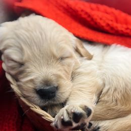 Golden Retriever Puppies from Great Lakes Golden Retreivers
