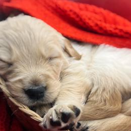 Golden Retriever Puppies from Great Lakes Golden Retreivers