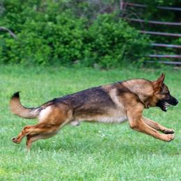 Venom - German Shepherd