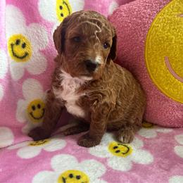 Poppy - Red  female Poodle puppy in Nixa, Missouri from Foxtrot Farm Poodles