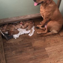 Labrador Retriever Puppies from Daisy Hill Farm