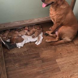 Labrador Retriever Puppies from Daisy Hill Farm