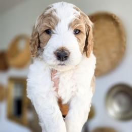 Reed - Parti male Goldendoodle puppy in Moses Lake, Washington from Macy Meadows Doodles