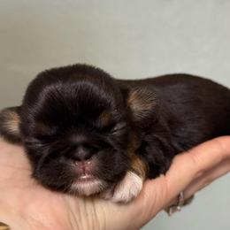 Girl 1 - Black and tan female Shih Tzu puppy in Calimesa, California from Little Mountain’s Shih Tzus
