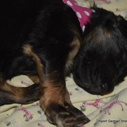 German Shepherd Puppies from Import German Shepherds of Kansas