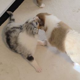 Gypsy - Blue merle white and tan female Collie puppy in Lafayette, Indiana from Katrina's Collies