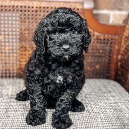 Greg - Black male Australian Labradoodle puppy in Decatur, Alabama from Southern Meadows Doodles