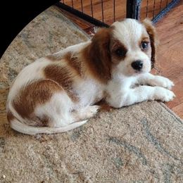 Boy 3 Bebe - Blenheim male Cavalier King Charles Spaniel puppy in Phoenix, Arizona from Royal Desert Cavaliers