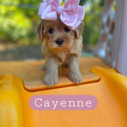 Cayenne - female Cavapoochon puppy in Bullard, Texas from Cavapoochon Central LLC