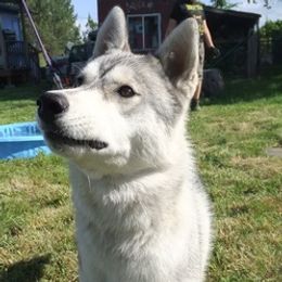Siberian Huskies from Twilights Kennel
