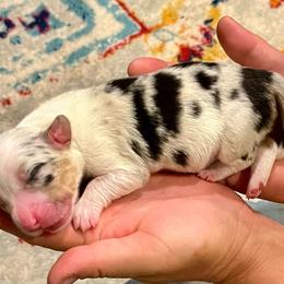 Kit - Blue merle and white female Cardigan Welsh Corgi puppy in Lebanon, Pennsylvania from Long Acre Farm