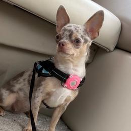 Kira - Chihuahua