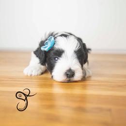 Grace - Parti female Miniature Schnauzer puppy in Diamond Valley, Utah from JoJo's Schnauzers