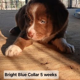 Bright Blue Collar - Red & white male Australian Shepherd puppy in Selma, North Carolina from Eon's Aussies